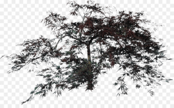 Drawing Oak Tree Clip art - bushes png download - 1902*1154 - Free ...