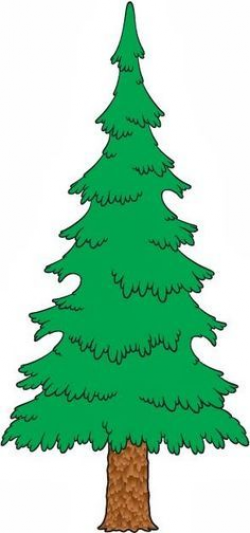 17 best Trees images on Pinterest | Evergreen trees, Tree drawings ...