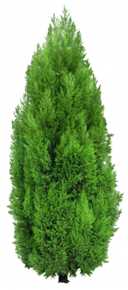 Cypress Tree PNG Clipart | Photoshop | Library | Pinterest | Cypress ...