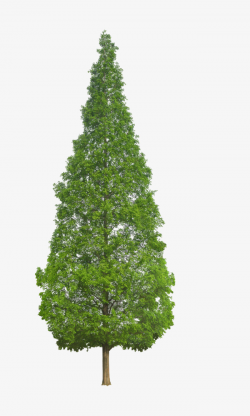 Evergreen Plants, Plant, Plants, Trees PNG Image and Clipart for ...