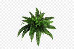 Plant Shrub Fern Clip art - fern png download - 900*600 - Free ...