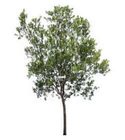 Image result for shrubs clipart transparent background | tree ...