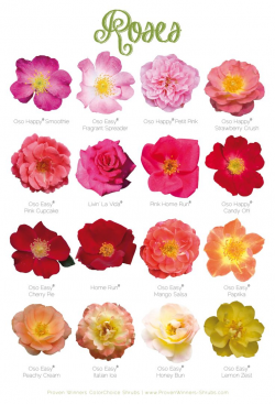 37 best Flowering Shrubs images on Pinterest | Flowering bushes ...