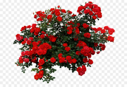 Rose Shrub Flower Clip art - Red floral decoration pattern png ...