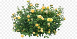 Shrub Flower Plant Clip art - Bush PNG image png download - 1600 ...