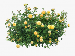 Bushes Clipart Rose Bush - Flower Tree Png #944876 - Free ...