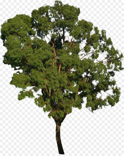 Tree Bonsai Deciduous Forest - bushes png download - 1516*1904 ...