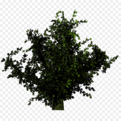 Tree Plant Shrub Forest - bushes png download - 1024*1024 - Free ...