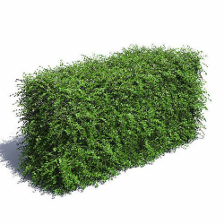 Cotoneaster Hedge with Flowers | 3D model | Photoshop, Tree psd and ...