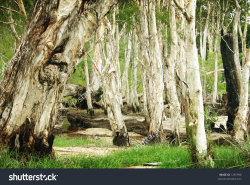 Australian bush clipart - Clipground
