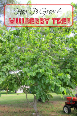 141 best Fruit Trees and Berry Bushes images on Pinterest ...