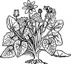 28+ Collection of Flowering Plants Clipart Black And White | High ...