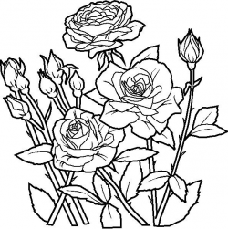 Rose Plant Drawing at GetDrawings.com | Free for personal use Rose ...