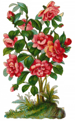 Rose Bush Plant Clipart