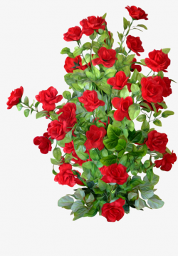 Red Rose Bushes, Red, Rose Bushes, Hd PNG Image and Clipart for Free ...