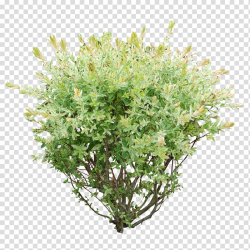 Green leafed plant, Shrub Plant , Bush transparent ...