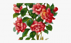Rose Bush Clipart Floral - Rose Shrub Clipart #1302264 ...