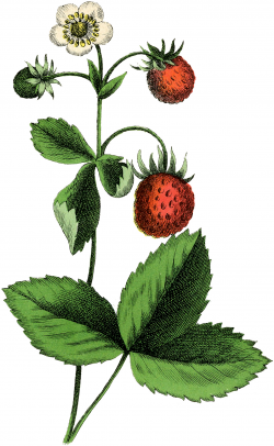 Beautiful Vintage Strawberry Plant Image! - The Graphics Fairy