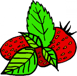 How to Grow Strawberries, Growing Strawberry Plants, Buy Strawberry ...