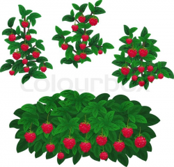 Stock vector of 'Raspberry plants' | drawings | Pinterest ...