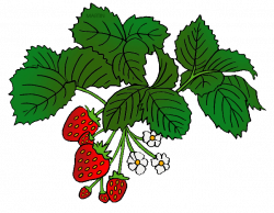 Fruit Clip Art by Phillip Martin, Strawberries