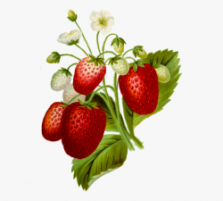 Strawberries Clipart Strawberrry - Strawberry Plant No ...