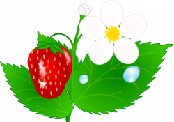 Strawberry Flower Jh Clip Art at Clker.com - vector clip art online ...