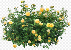 Shrub Flower Rose Clip art - bushes png download - 1600*1126 - Free ...