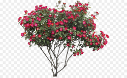 Flower Tree Rose Clip art - Bush PNG image png download - 1311*1110 ...