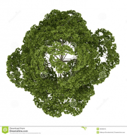 10 best trees top view images on Pinterest | Top view, Landscaping ...