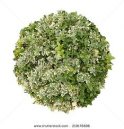 Plants Top View Png | PNG | Pinterest