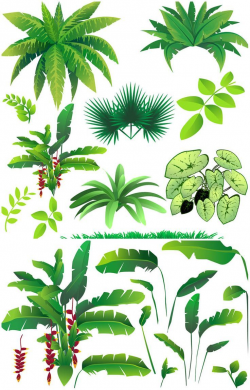 Rainforest plants vector | Vector Graphics Blog | School Projects ...