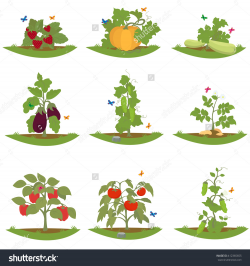 Fruits plants clipart - Clipground