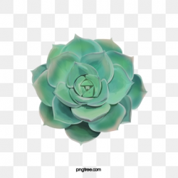 Succulent Plants Png, Vector, PSD, and Clipart With ...