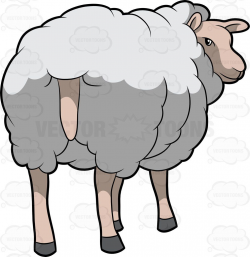 A Sheep Showing Its Behind | Aries and Vector clipart