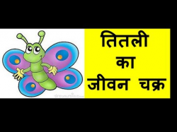 Butterfly life cycle( एक तितली का जीवन चक्र ) for ...