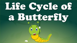 Life Cycle of a Butterfly | It's AumSum Time - YouTube
