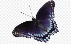 Butterfly Blue Clip art - Cartoon dark black butterfly png download ...