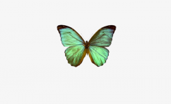 Light Blue Mint Green Butterfly, Butterfly, Mint Green Butterfly ...
