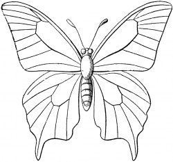 Easily Outline Image Of Butterfly ClipArt ETC #12535 - Unknown ...