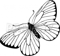 line art drawings of butterflies | Black & White Line Drawing of a ...