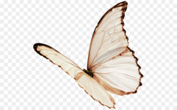 Butterfly Color Clip art - Plain butterfly png download - 563*557 ...