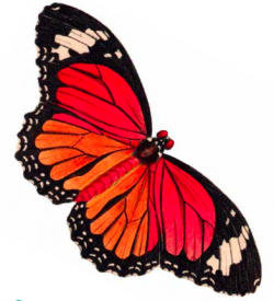 Free printables: Butterfly clip art … | Pinteres…