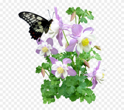 Free Photo Butterfly Flowers Summer Max Pixel - Butterfly ...
