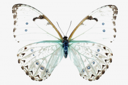 Translucent Butterflies, Butterfly, Translucent, Flower PNG Image ...