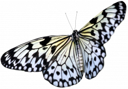 Large White PNG Transparent Butterfly Clipart | Gallery ...