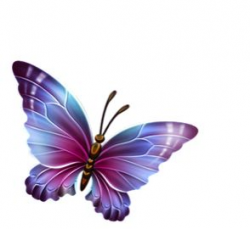 97 best mariposas images on Pinterest | Butterflies, Butterfly ...