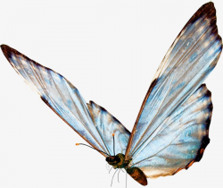 Butterfly, Translucent, Blue PNG Image and Clipart for Free Download