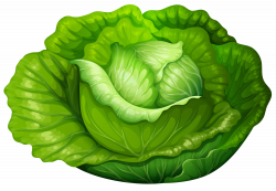 Cabbage PNG Clip Art - Best WEB Clipart