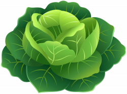 Cabbage PNG Clip Art Image | Gallery Yopriceville - High ...